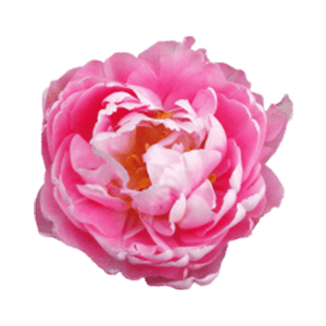 Rose Petal Extract 1