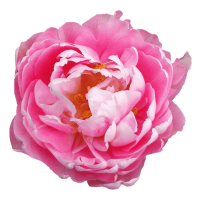 Rose Petal Extract