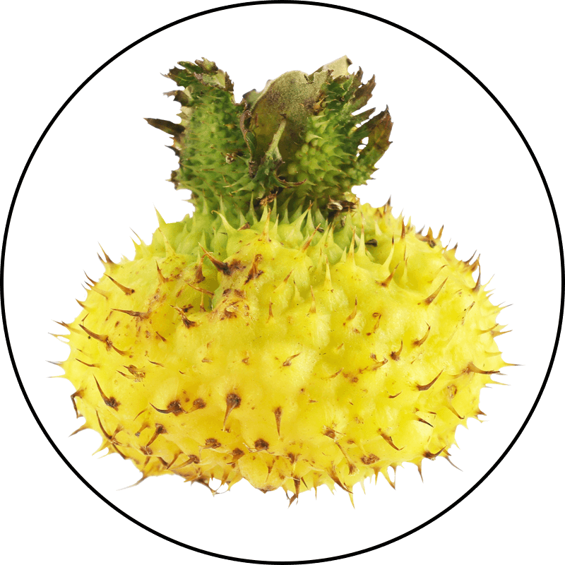 Chestnut Rose Extract