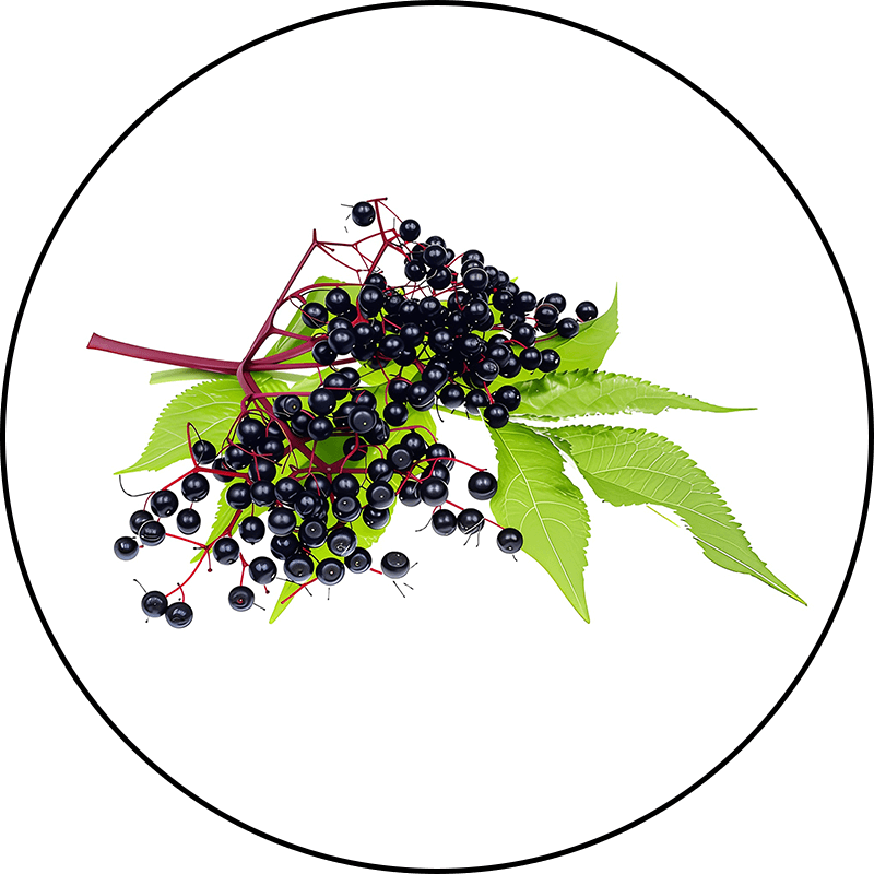 Elderberry Extract