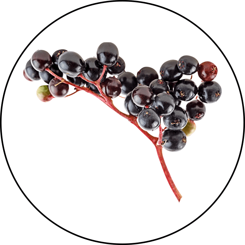 Eldercraft Black Elderberry Extract