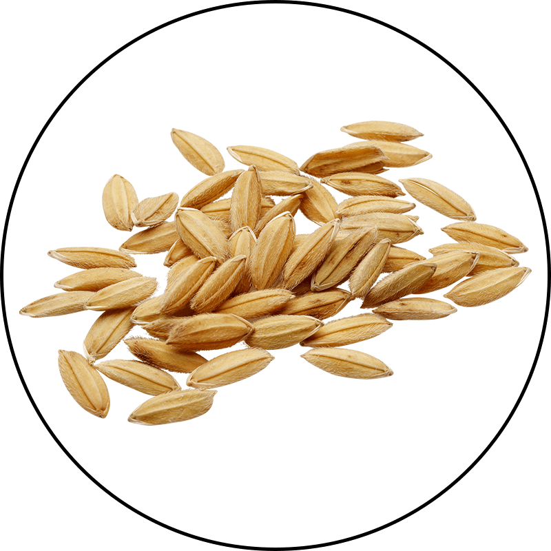 Fermented Rice Germ Extract Fermented Rice Germ Extract