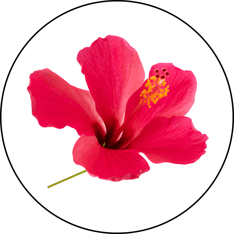 Hibiscus Collagen Peptide