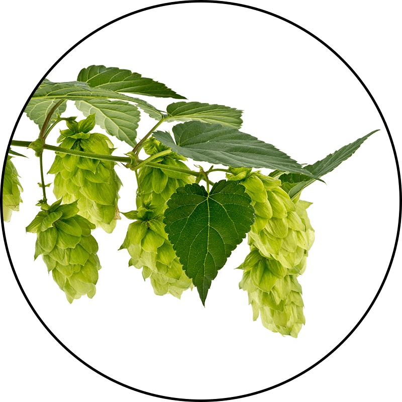 Hops Extract Hops Extract