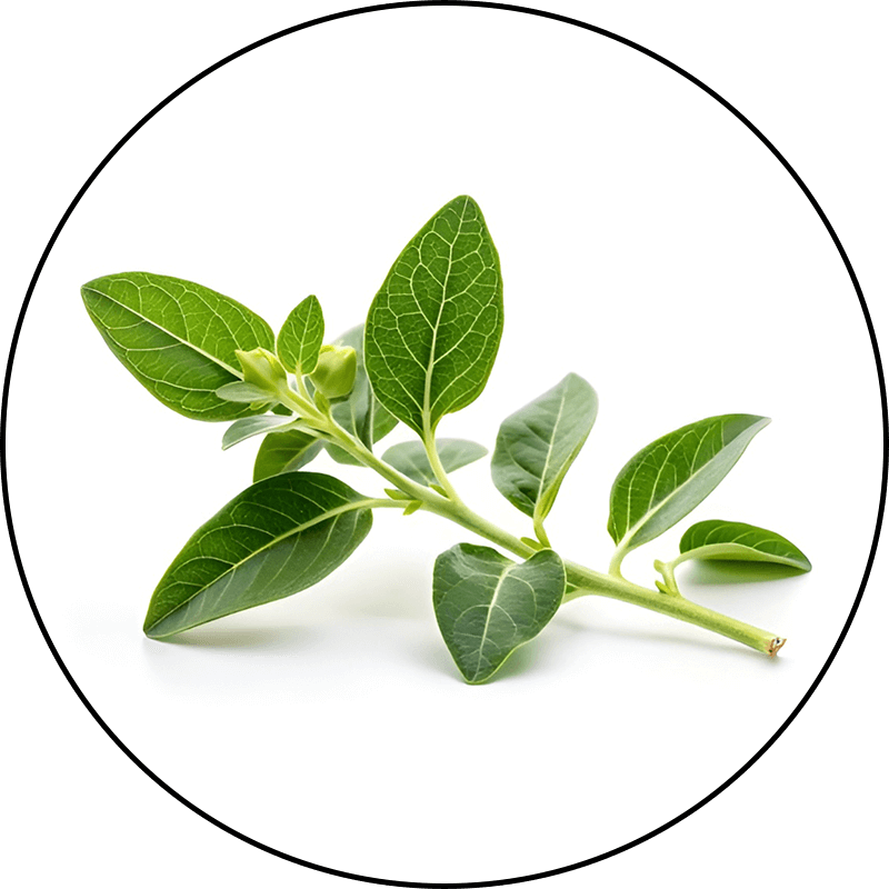KSM 66 Ashwagandha
