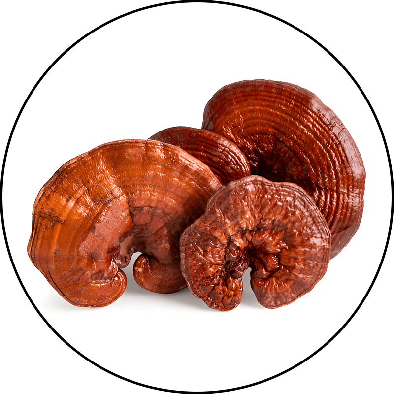 Lingzhi Mushroom