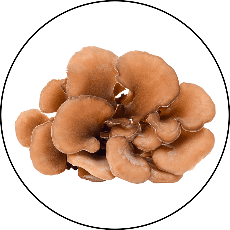 Maitake Mushroom Mycelium Extract