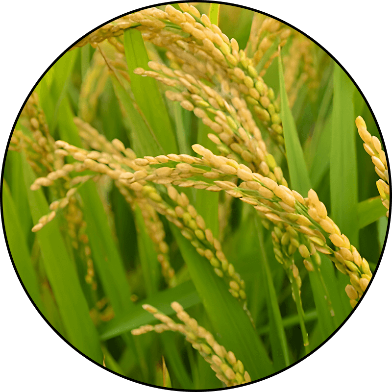 Oryza Polyamine