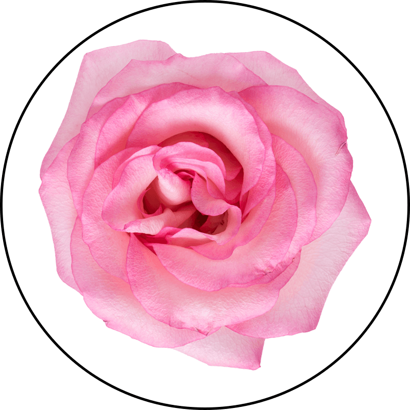 Rose Crysta 70