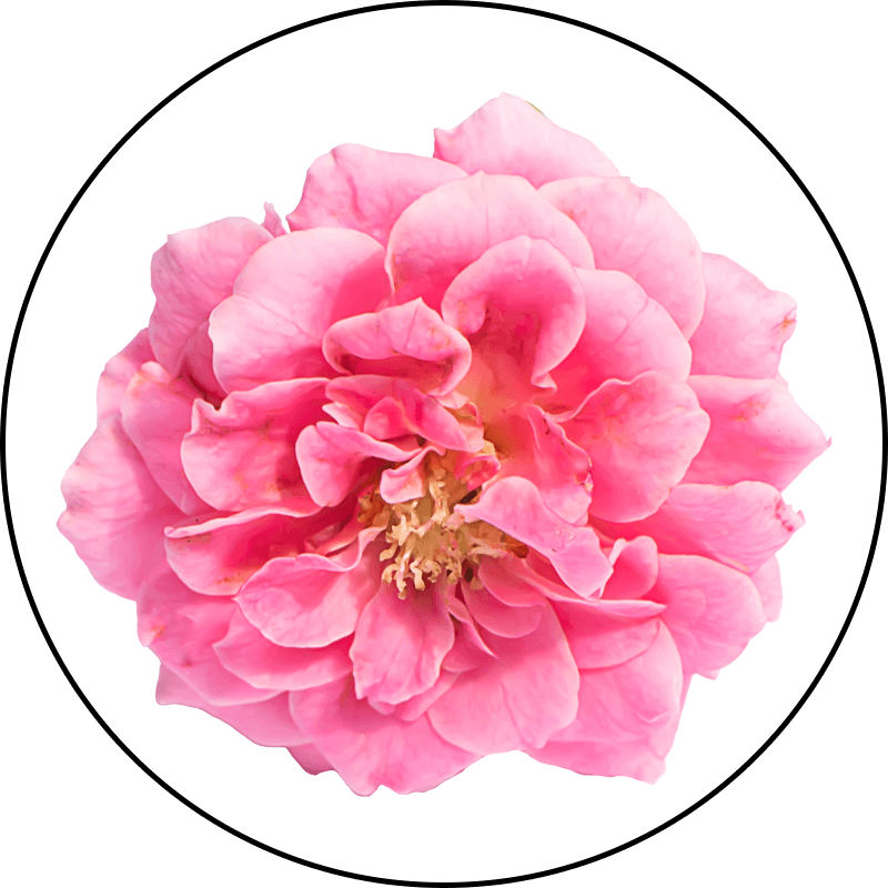 Rose Placenta Extract