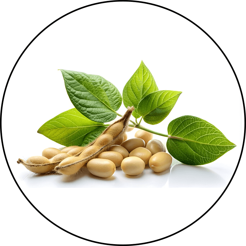 Soy Isoflavones and Pueraria Mirifica
