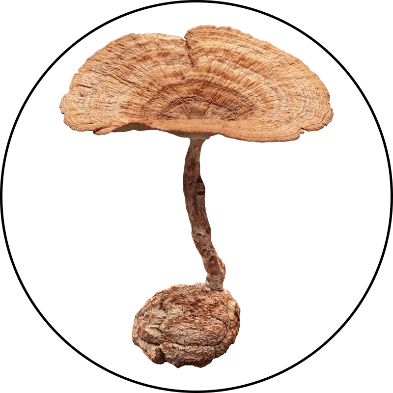 Tiger Milk Mushroom