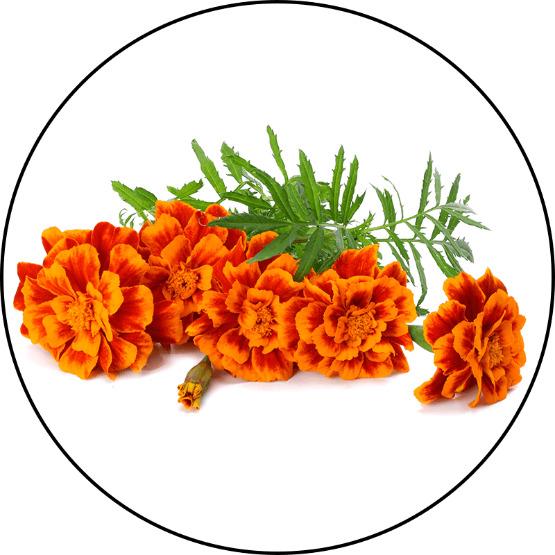 XanMax Lutein + Zeaxanthin