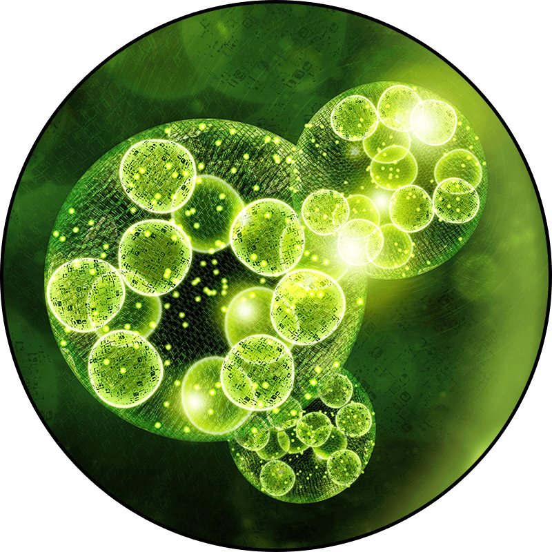 Chlorella